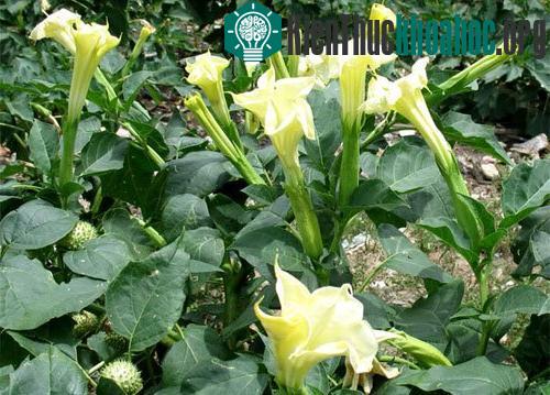 Thuốc trừ sâu từ cây cỏ ảnh 0