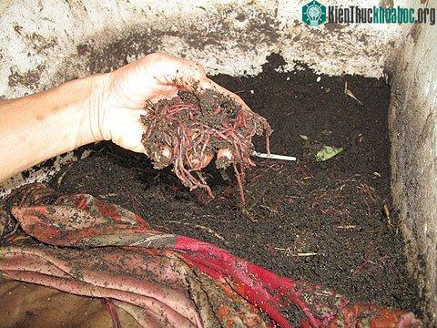 Nước mắm giàu đạm nhờ… trùn quế ảnh 0