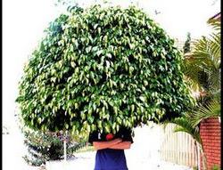 Phân bón từ... tóc ảnh 0