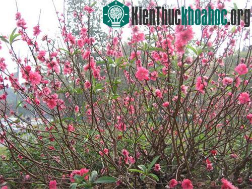 Các bạn có thể bón lót khoảng từ 3-5kg phân hữu cơ/cây tùy vào độ lớn nhỏ của chậu hoa đào.