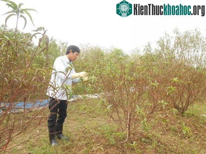 Song song với việc khoanh hãm đào, bà con nên tuốt lá trước thời điểm sắp đến Tết âm lịch 2 tháng.
