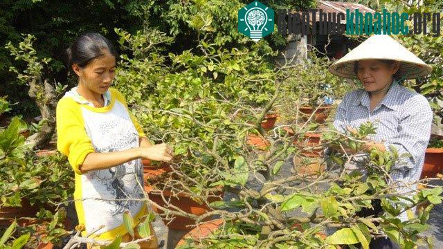 Để mai ra hoa đúng dịp Tết, biện pháp tuốt lá mai được sử dụng. Biện pháp tuốt lá cho cây mai ra hoa được thực hiện hằng năm trong khoảng thời gian giữa tháng 12 âm lịch.