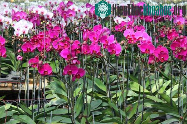 Để có chậu cây đẹp như mong muốn và lâu tàn, người trồng cần chú ý một số kỹ thuật trồng cây cơ bản