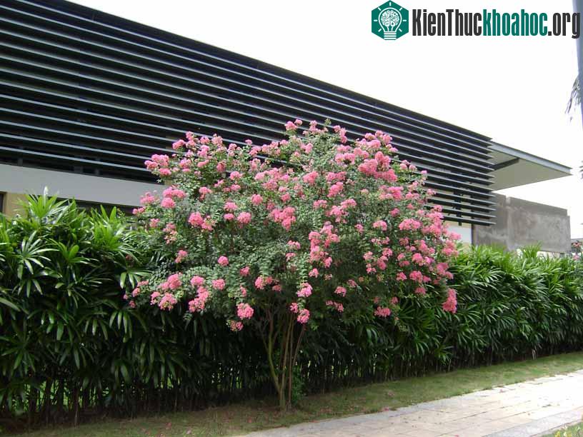 Để hoa ra quanh năm, người chơi hoa cần tuân thủ theo một số kỹ thuật trồng cây cơ bản