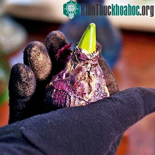 Cần đeo găng tay khi thực hiện kỹ thuật trồng cây hoa tiên ông từ củ