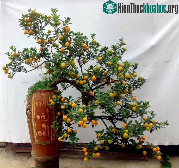 Trước khi trồng lại 10 ngày dùng sản phẩm siêu ra rễ
