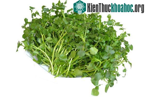 Chỉ cần chú ý đến kỹ thuật trồng cây là người dân có thể trồng cho gia đình mình những thùng rau ngon, bổ, rẻ