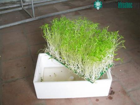 Kỹ thuật trồng cây, rau mầm thủy canh khá đơn giản