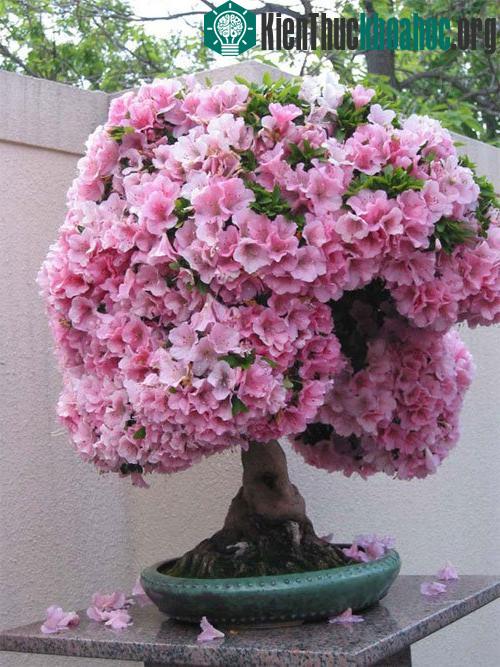 Một chút lưu ý trong kỹ thuật trồng cây hoa đỗ quyên đó là yếu tố đất