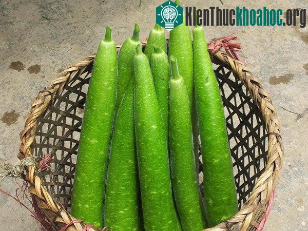 Để có được giàn bầu sai quả, người dân nên chú ý tuân theo một số kỹ thuật trồng cây cơ bản.