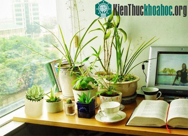 Các điều kiện tự nhiên có vai trò quan trọng trong kỹ thuật trồng hoa sen đá. (Ảnh minh họa).