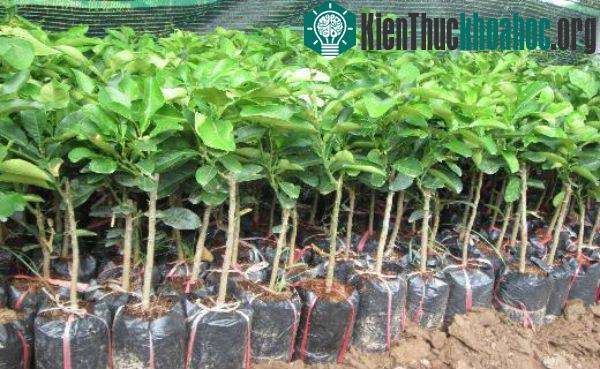 Chọn giống bưởi Diễn chuẩn là khâu quan trọng trong kỹ thuật trồng cây bưởi Diễn