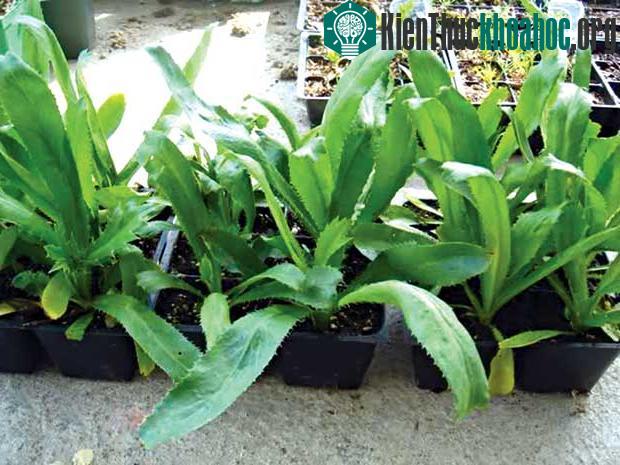 Người dân có thể trồng cây trong chậu để tiết kiệm diện tích