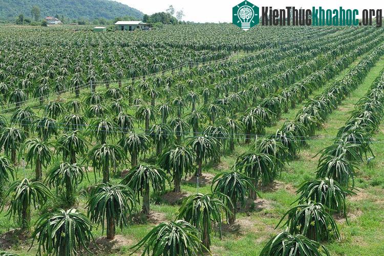 Cây thanh long là cây dài ngày, muốn ra hoa cần chiếu sáng trong mùa nghịch.