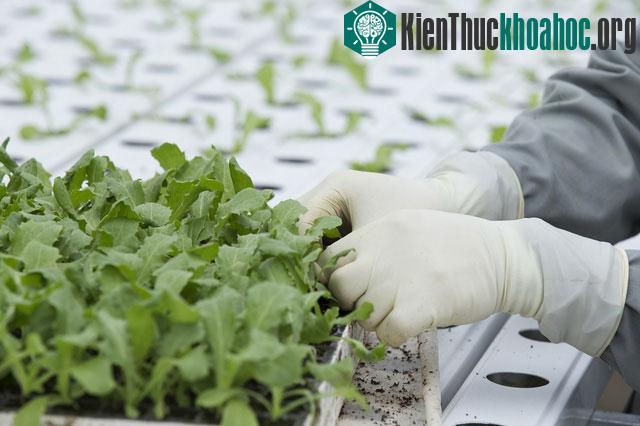 Rau được nông dân kiểm tra đạt kích thước sẽ được đặt vào trồng trong đường ống.