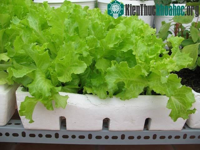 Kỹ thuật trồng cây rau xà lách trong thùng không hề khó