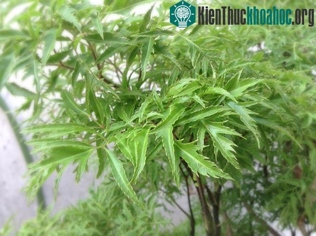 Theo dân gian, đinh lăng lá nhỏ có hai loại chính: Đinh lăng nếp và đinh lăng tẻ, kỹ thuật trồng loài cây này không quá khó