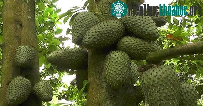 Nếu biết kỹ thuật trồng cây mãng cầu xiêm sẽ cho năng suất rất cao.