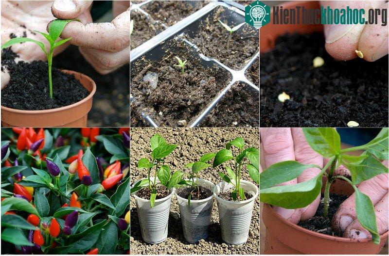 Cách gieo trồng và chăm sóc ớt nhiều màu