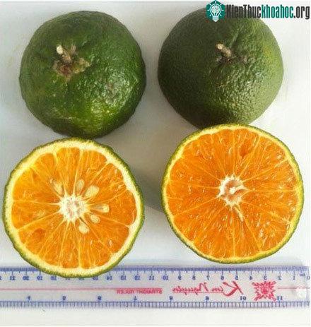 Thịt quả có màu vàng cam, vị ngọt chua.