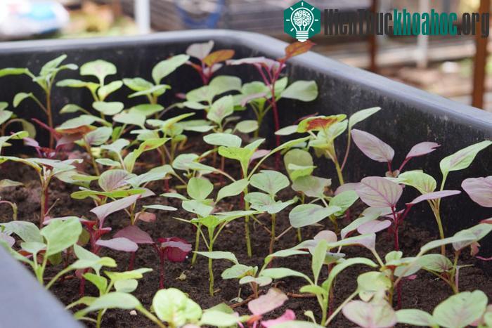 Cây rau dền có kỹ thuật trồng cây khá dễ