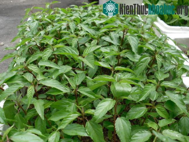 Người dân có thể trồng cây trong thùng xốp để tiết kiệm diện tích