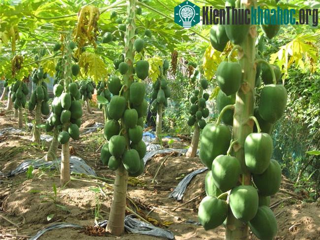 Cần chăm sóc, bón phân đúng thời vụ cho cây đu đủ