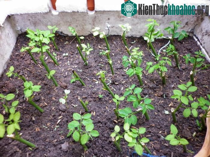 Chỉ cần áp dụng đúng kỹ thuật trồng cây, người dân có thể trồng cây ở nhiều nơi trong nhà