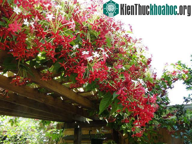 Chỉ cần áp dụng đúng kỹ thuật trồng cây, người dân sẽ có được giàn hoa đẹp như ý muốn