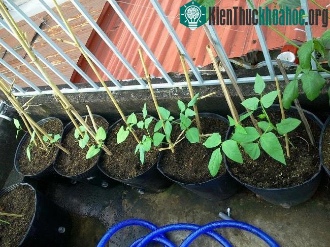 Bà con có thể trồng cây trong thùng xốp hoặc trong chậu để tiết kiệm diện tích