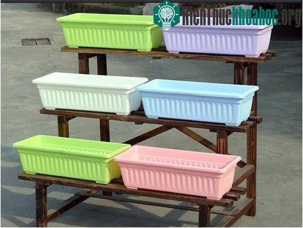 Nên trồng dâu tây vào máng, chậu