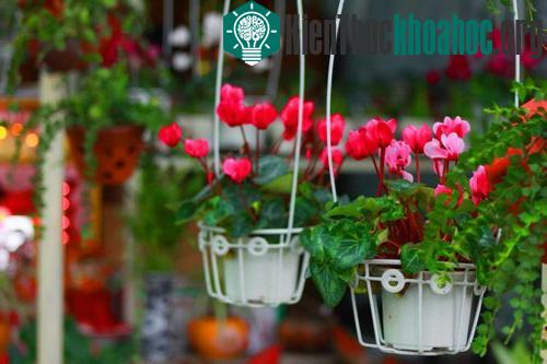 Để có được chậu hoa sen cạn đẹp, người chơi hoa cần chú ý một số kỹ thuật trồng cây đơn giản