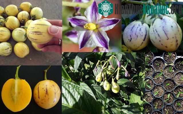 Dưa pepino hay còn có tên gọi khác là dư1a hấu Nam Mỹ