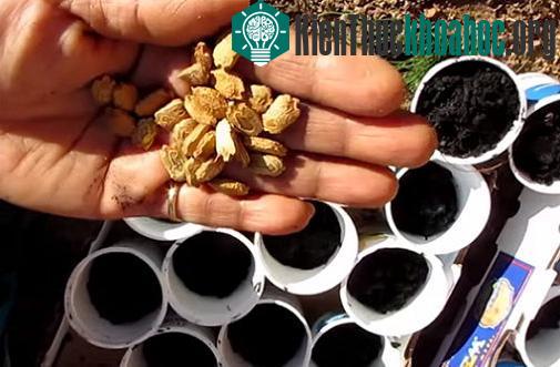 Trồng mướp đắng bằng hạt