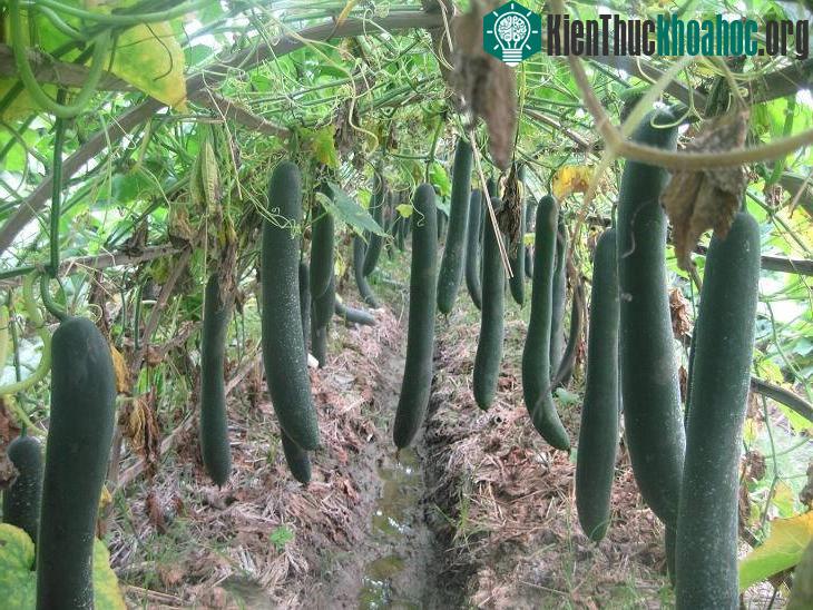 Thay vì trồng cây trong thùng xốp, bà con có thể trồng ở ruộng