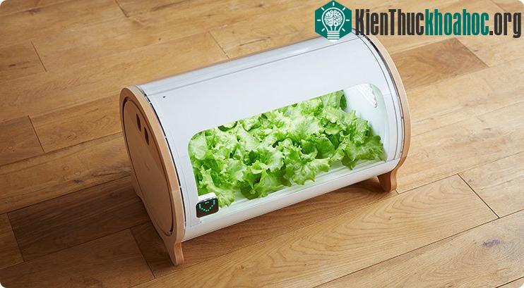 Thiết bị nhỏ gọn trồng cây dựa trên công nghệ trồng thủy canh bằng đèn led.