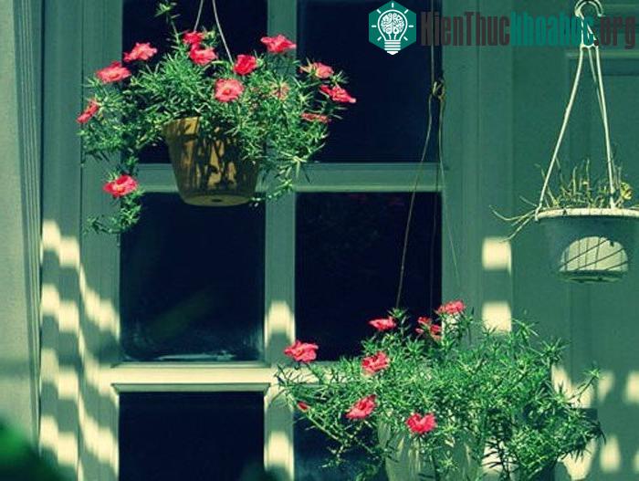 Chú trọng một chút về kỹ thuật trồng hoa mười giờ là người trồng sẽ có sản phẩm ưng ý. (Ảnh minh họa)