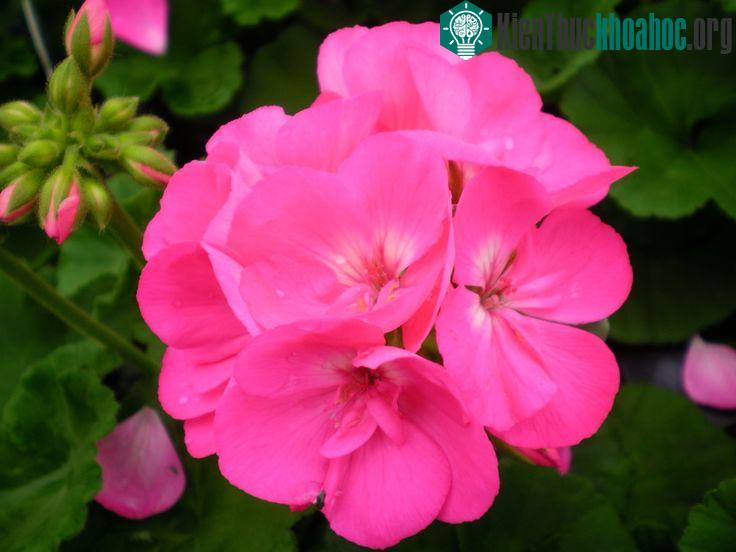 Giống các loại cây khác, phong lữ thảo có thể được trồng bằng kỹ thuật trồng cây từ hạt hoặc giâm cành