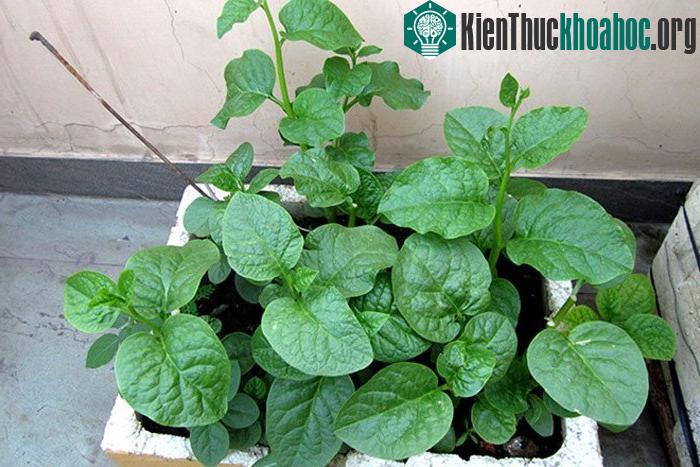 Chỉ cần chú ý 1 số kỹ thuật trồng cây cơ bản, người dân có thể tự trồng rau mùng tơi tươi ngon cho gia đình