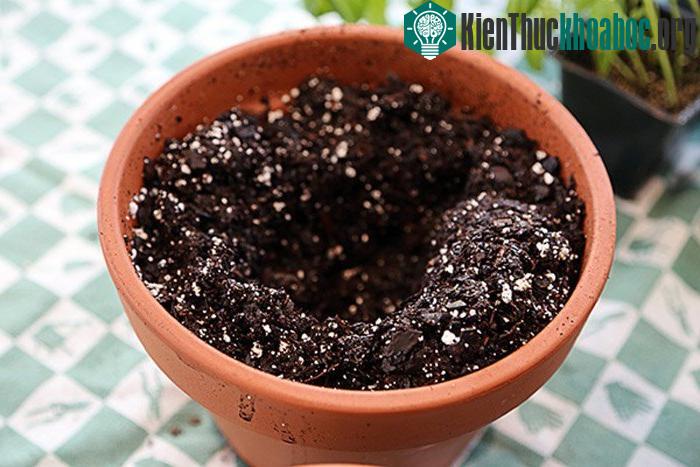 Mọi người có thể tận dụng mọi đồ vật không dùng trong gia đình để trồng rau thơm