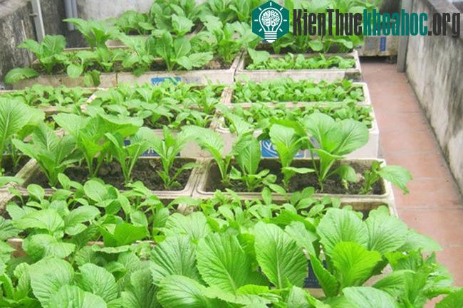 Trồng rau cải sạch trong thùng xốp trên sân thượng