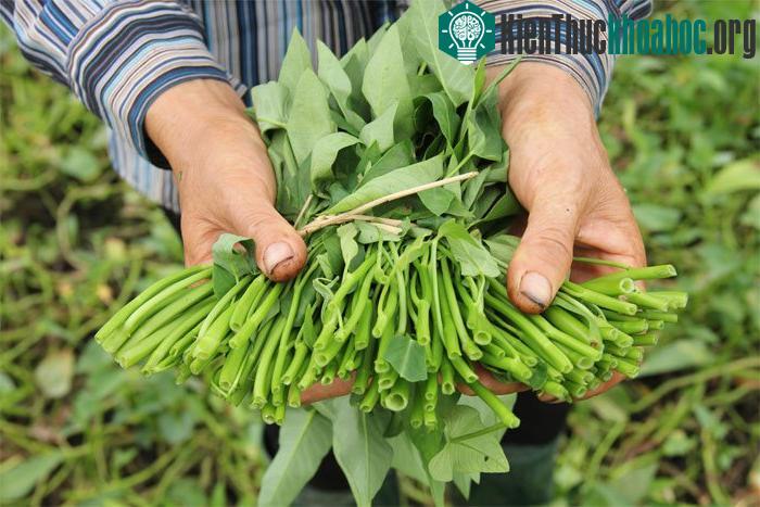 Người dân có thể tự trồng rau muống nước cho gia đình bằng cách áp dụng đúng kỹ thuật trồng