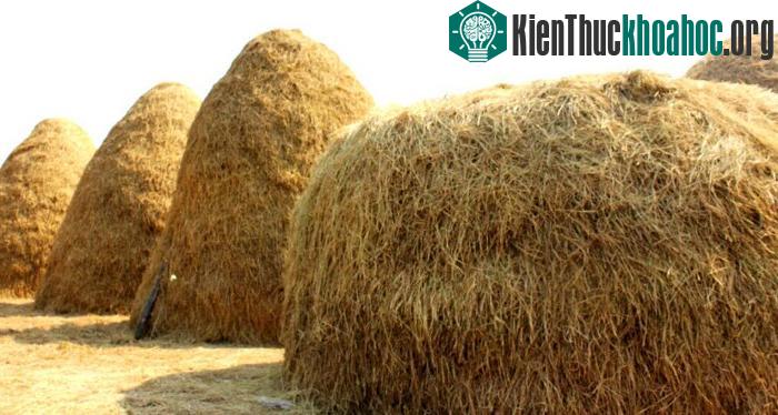 Dự phòng rơm khô vào mùa đông.