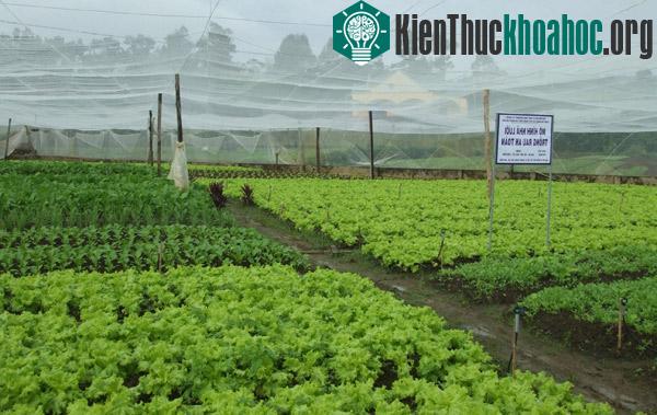 Tăng năng suất rau xanh và sạch nhờ côn trùng
