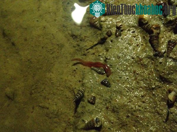 Đây là nguồn dinh dưỡng tự nhiên rất tốt cho tôm nuôi. (Ảnh: Aquanetviet)