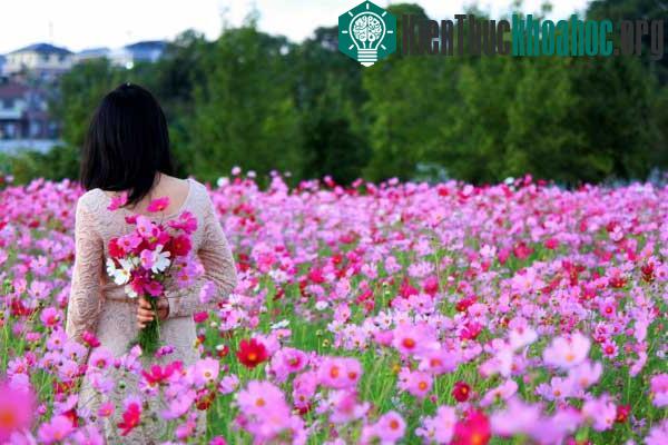 Chỉ cần để ý 1 chút theo kỹ thuật trồng cây, người trồng sẽ có được luống hoa đẹp như ý