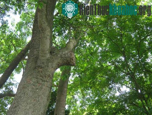 Chỉ cần chú ý một số kỹ thuật trồng cây sưa, bà con nông dân sẽ thu về lợi nhuận kinh tế cao