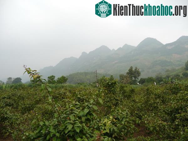 Để thu được hiệu quả kinh tế cao, người dân cần tuân theo một số kỹ thuật trồng cây xạ đen cơ bản