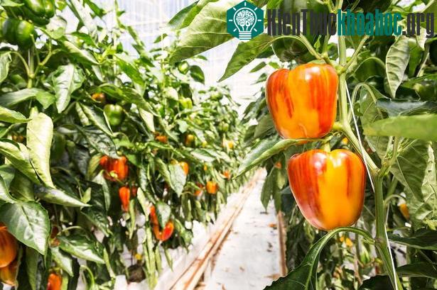 Lần đầu tiên lai tạo thành công ớt chuông sọc kẻ