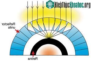 Minh họa hệ thống thị giác tôm hùm